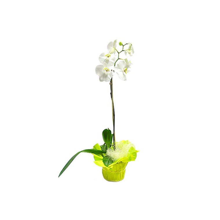 image de l'Orchidée blanche  | Entrefleuristes