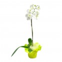 image de l'Orchidée blanche  | Entrefleuristes