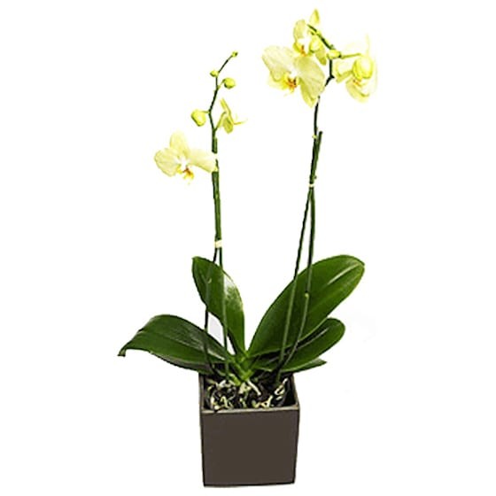 image de l'Orchidée blanche double branches et son cache-pot  | Entrefleuristes
