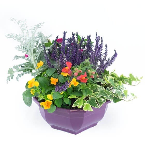 Image de Vénus, coupe de plantes colorées - Entrefleuristes Image de Vénus, coupe de plantes colorées - Entrefleuristes