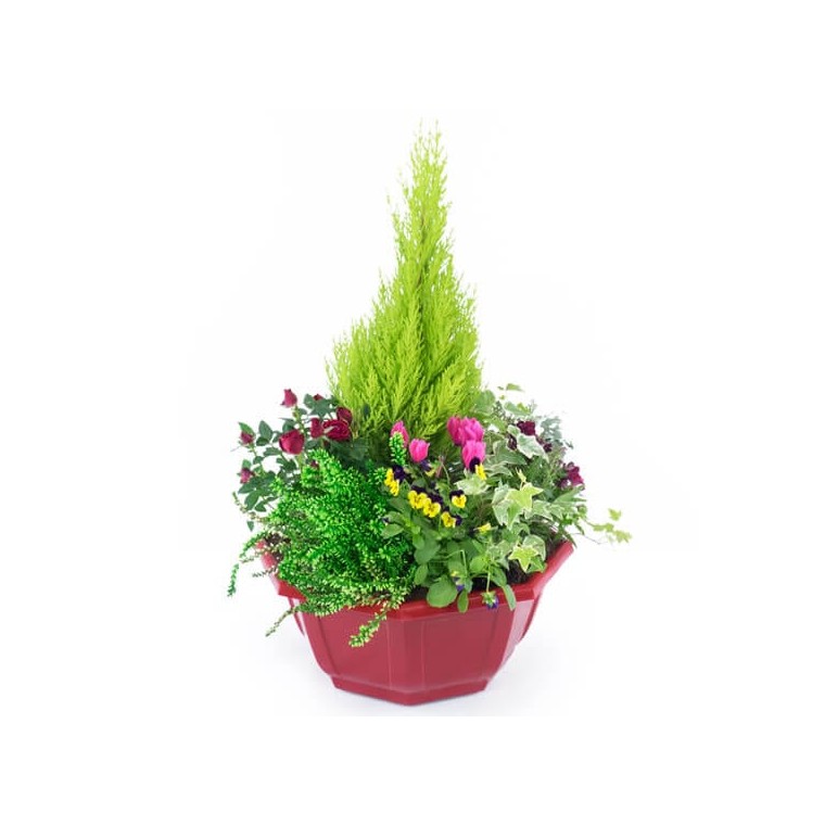 Image de Tendre Pensée, coupe de plantes colorées - Entrefleuristes