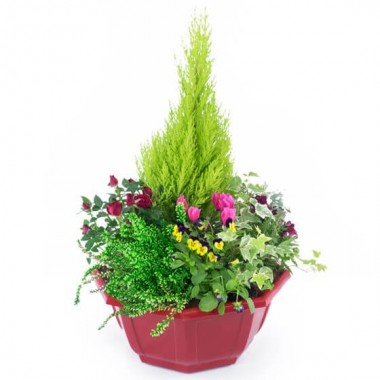 Image de Tendre Pensée, coupe de plantes colorées - Entrefleuristes