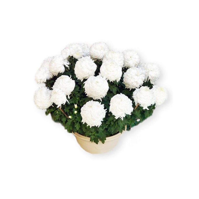 Image du Chrysanthème boule blanc en potée - Entrefleuristes