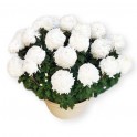 Image du Chrysanthème boule blanc en potée - Entrefleuristes