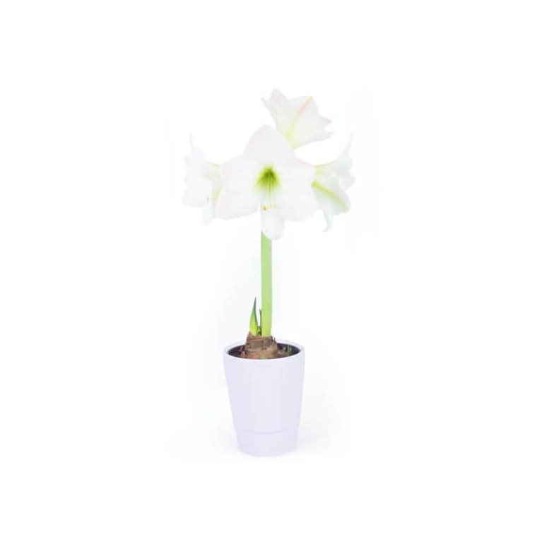  Amaryllis en pot "Belle de Noël" image principale | Entrefleuristes