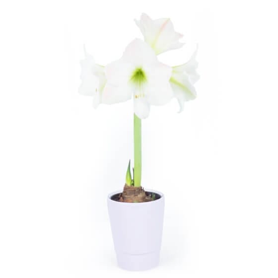  Amaryllis en pot "Belle de Noël" image principale | Entrefleuristes