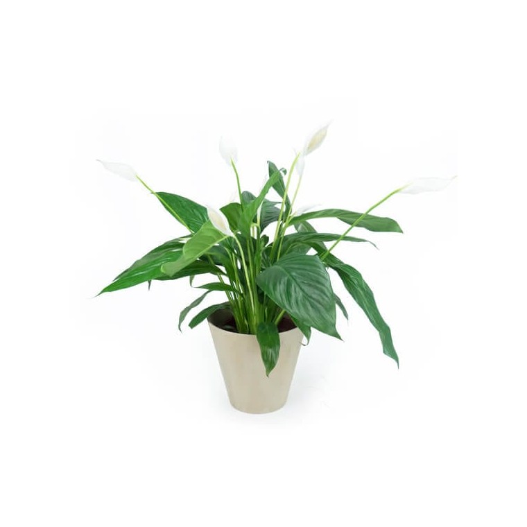  Image principale Spathiphyllum "Fleur de Lune" | Entrefleuristes