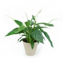  Image principale Spathiphyllum "Fleur de Lune" | Entrefleuristes