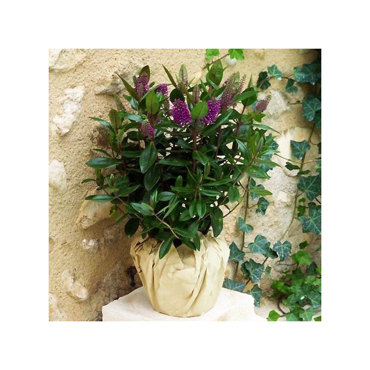 image de la Véronique une Plante Fleurie violette | Entrefleuristes