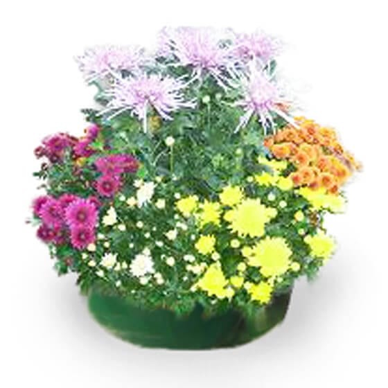 Image de Coupe colorée de Chrysanthèmes Toussaint - Entrefleuristes