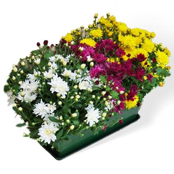 Image de la Jardinière de mini chrysanthèmes colorés- Entrefleuristes