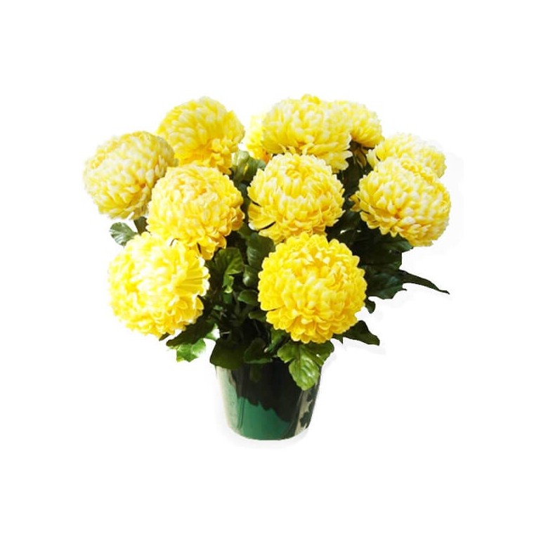 Image du Chrysanthème Boule Jaune - Entrefleuristes