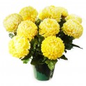 Image du Chrysanthème Boule Jaune - Entrefleuristes