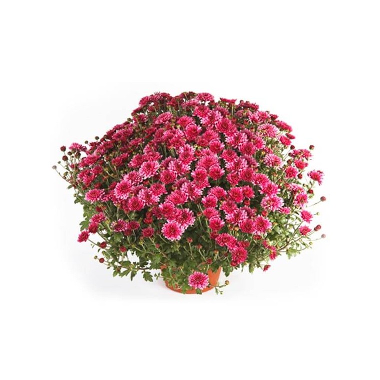Image du Chrysanthème multifleurs parme en potée - Entrefleuristes