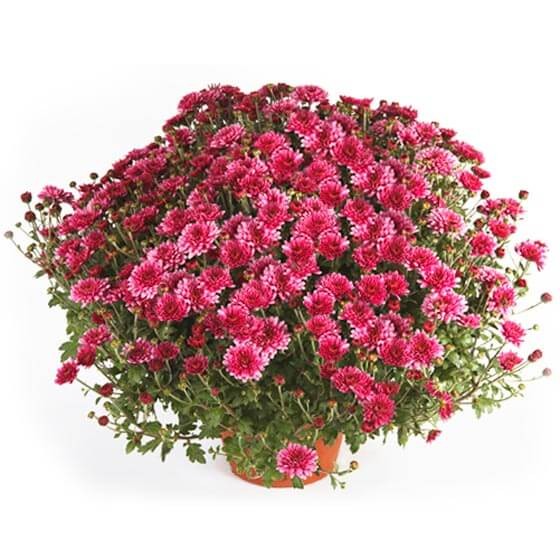 Image du Chrysanthème multifleurs parme en potée - Entrefleuristes