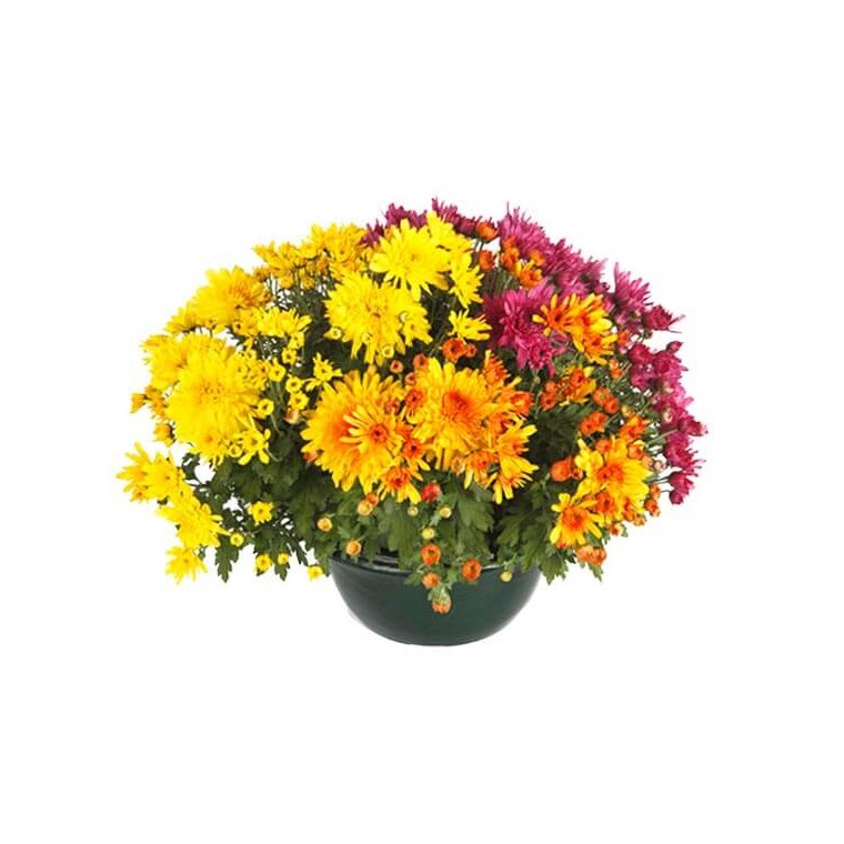 Image de la Coupe de Chrysanthèmes orange, parme & jaune - Entrefleuristes