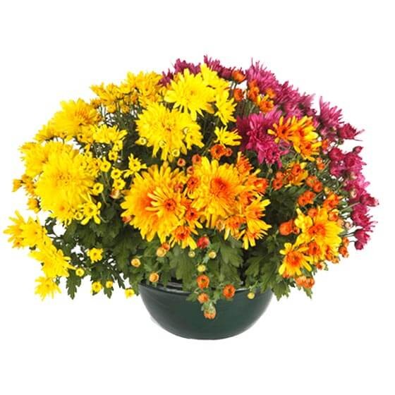 Image de la Coupe de Chrysanthèmes orange, parme & jaune - Entrefleuristes