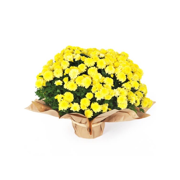 Chrysanthème multifleurs jaunes - Livraison de fleurs pour Toussaint -  EntreFleuristes