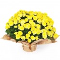Image de Chrysanthème multifleurs jaunes - Entrefleuristes