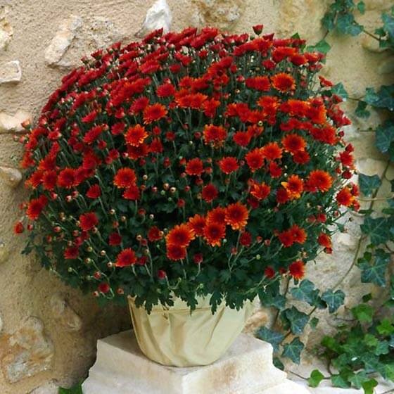 Image du Chrysanthème multifleurs rouge orangé - Entrefleuristes