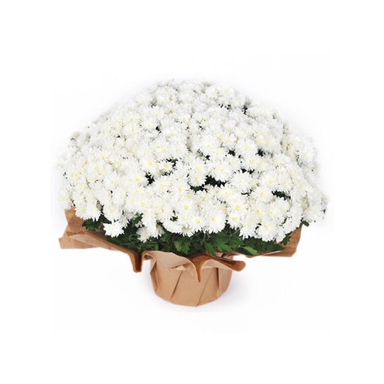 Image du Chrysanthème multifleurs blanc en potée- Entrefleuristes