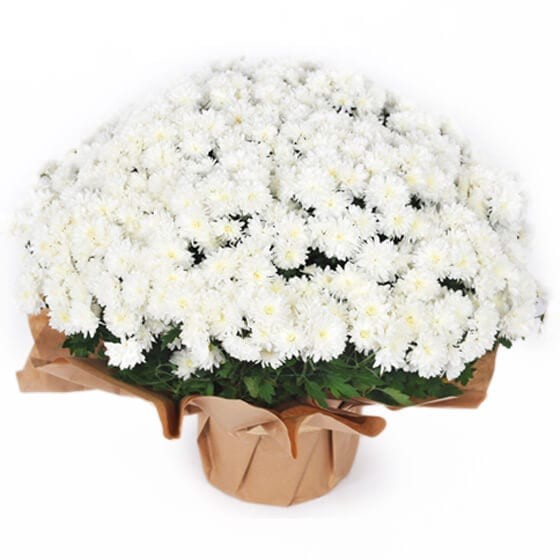Image du Chrysanthème multifleurs blanc en potée- Entrefleuristes