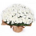 Image du Chrysanthème multifleurs blanc en potée- Entrefleuristes