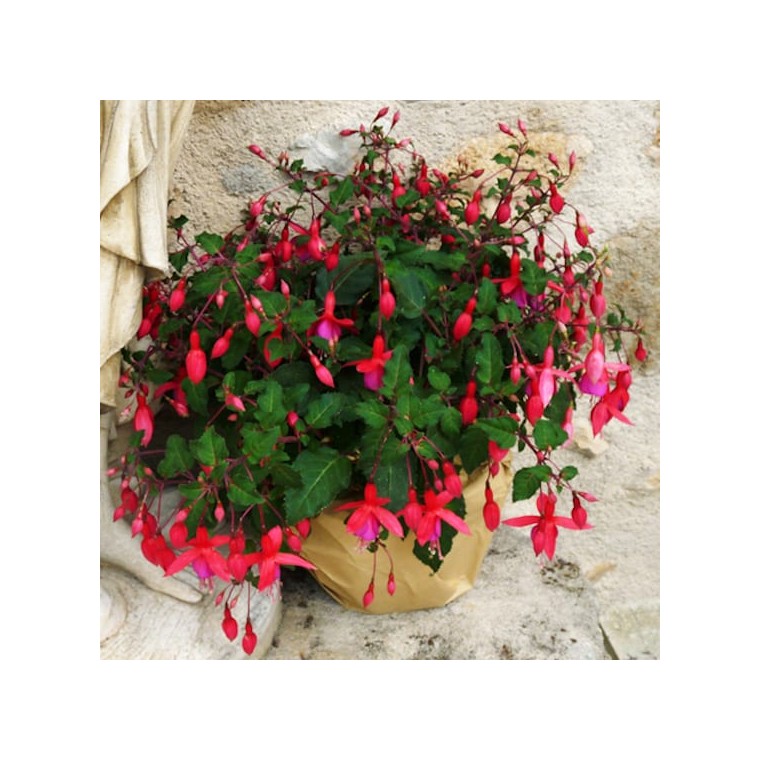 image de la Plante de Saison un Fuchsia en fleurs | Entrefleuristes