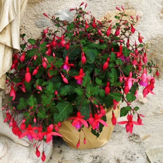 image de la Plante de Saison un Fuchsia en fleurs | Entrefleuristes