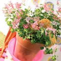 image du géranium en fleurs à faire livrer par un fleuriste | Entrefleuristes