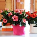 Image de l' Hibiscus en fleurs - Entrefleuristes