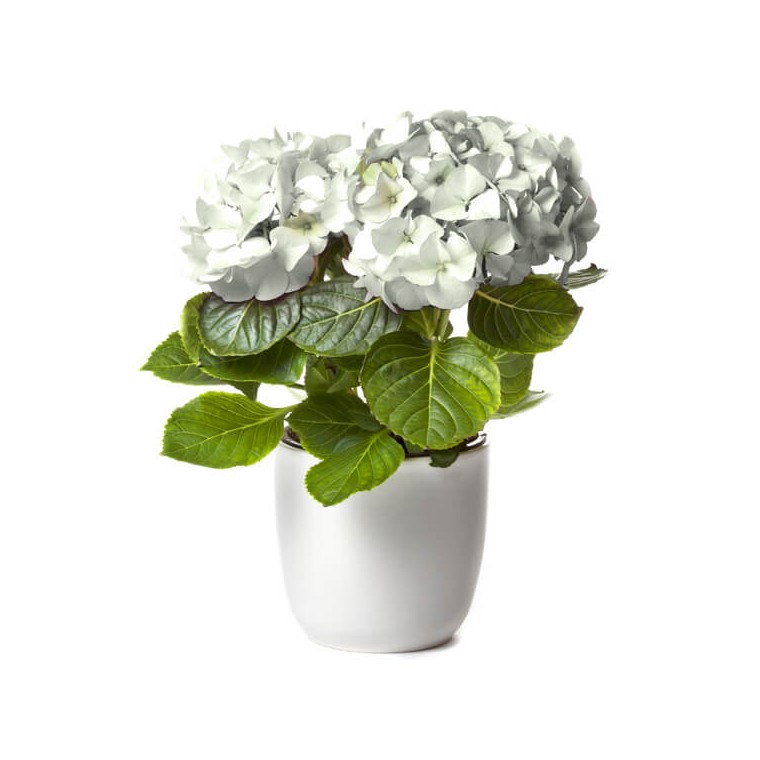 Image d'un magnifique Hortensia Blanc à faire livrer par un fleuriste | Entrefleuristes