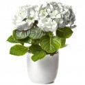 Image d'un magnifique Hortensia Blanc à faire livrer par un fleuriste | Entrefleuristes