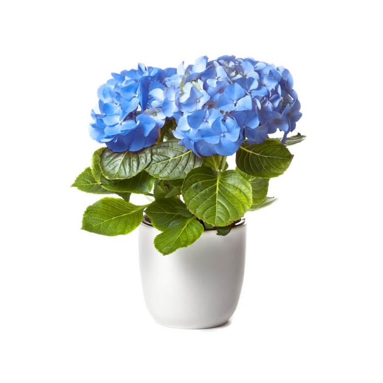 image d'une magnifique Hortensia Bleu dans son pot | Entrefleuristes