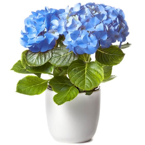 image d'une magnifique Hortensia Bleu dans son pot | Entrefleuristes