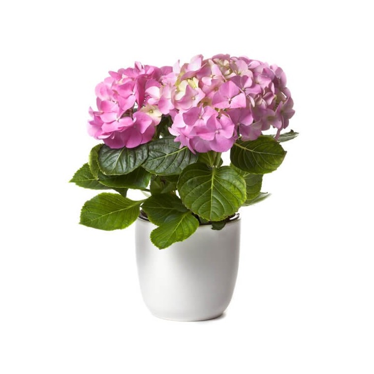  image d'une magnifique Hortensia Rose | Entrefleuristes