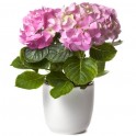  image d'une magnifique Hortensia Rose | Entrefleuristes