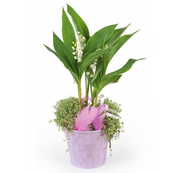 Image de la Composition Rosée de Muguet - Entrefleuristes