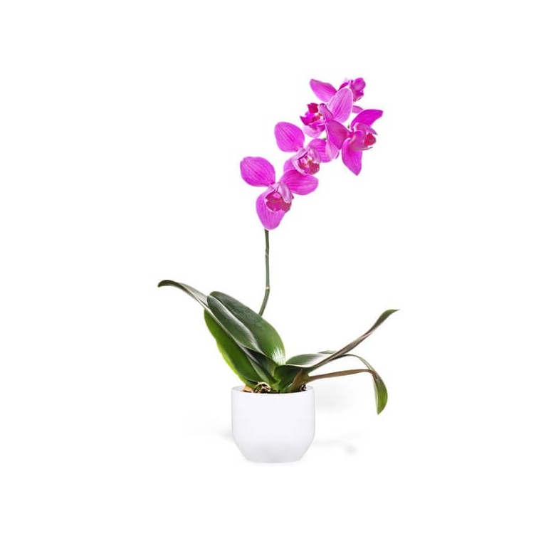  image de l'Orchidée Rose Mauve Une Branche | Entrefleuristes