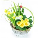  Image de Panier printanier | Entrefleuristes