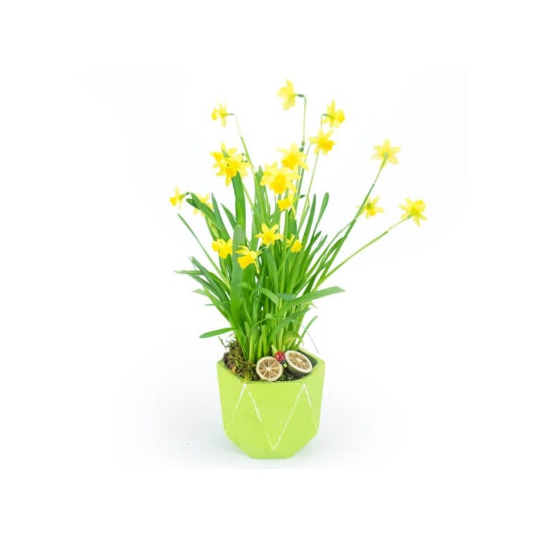  image de la composition de Jonquilles en Pot | Entrefleuristes