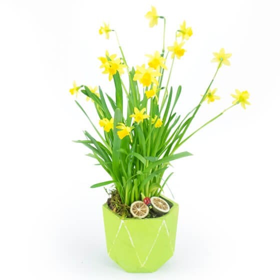 image de la composition de Jonquilles en Pot | Entrefleuristes image de la composition de Jonquilles en Pot | Entrefleuristes