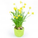  image de la composition de Jonquilles en Pot | Entrefleuristes