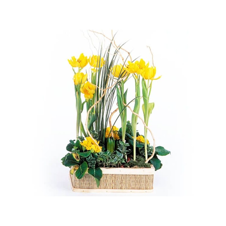  image de la Composition de plantes Narcisses au Vent | Entrefleuristes