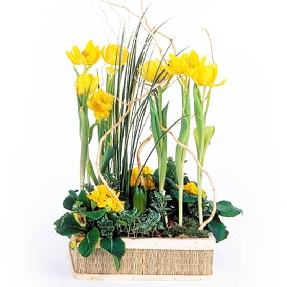 image de la Composition de plantes Narcisses au Vent | Entrefleuristes image de la Composition de plantes Narcisses au Vent | Entrefleuristes