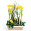  image de la Composition de plantes Narcisses au Vent | Entrefleuristes