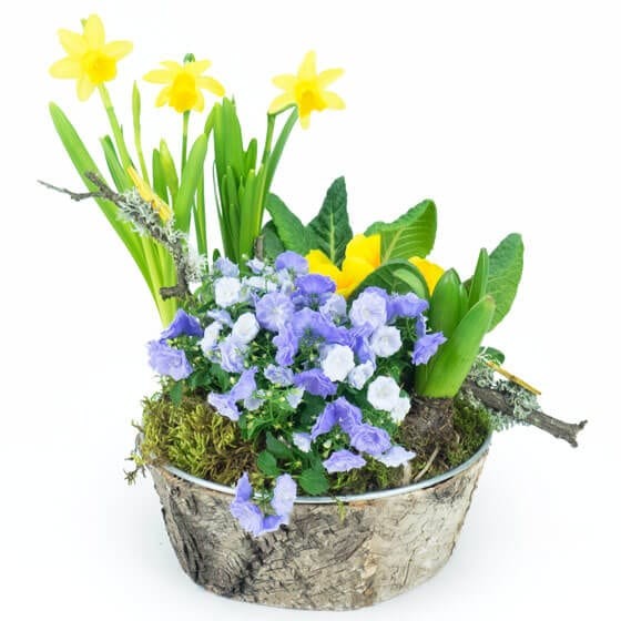 image de la Composition de plantes Jonquilles en Folie | Entrefleuristes image de la Composition de plantes Jonquilles en Folie | Entrefleuristes