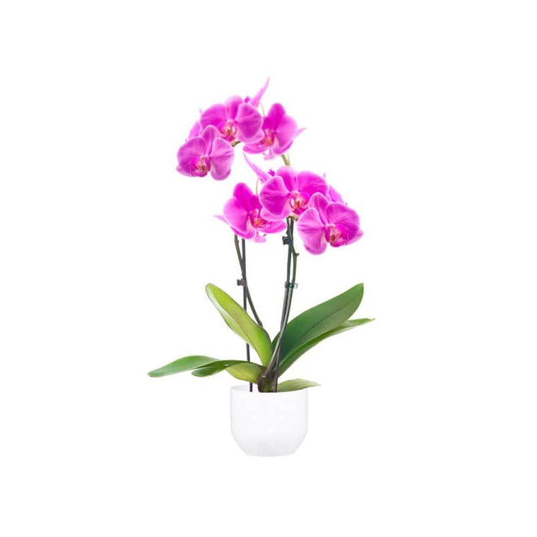 Orchidée Double Branche Rose Mauve - Livraison de plante fleurie en 4h -  EntreFleuristes