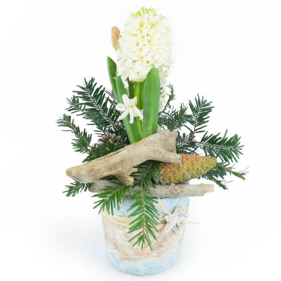 image de la Jacinthe blanche en pot du nom de Pomme & Jacinthe | Entrefleuristes image de la Jacinthe blanche en pot du nom de Pomme & Jacinthe | Entrefleuristes