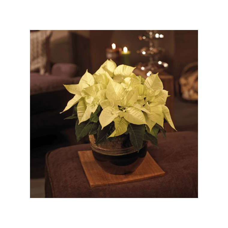 image du Poinsettia blanc en fleurs | Entrefleuristes